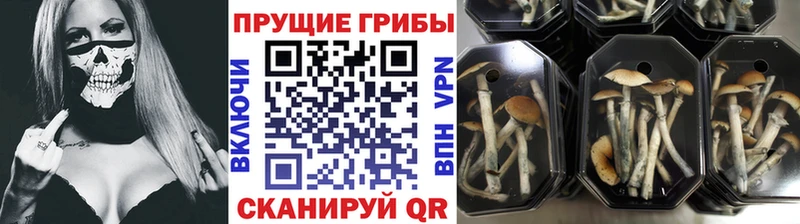 Галлюциногенные грибы прущие грибы  Пущино 